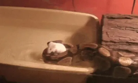CLIP: Chuột bạch suýt chết đuối, trăn hoàng gia bất ngờ ra tay cứu giúp
