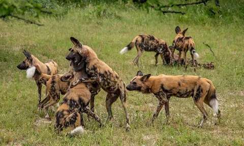 Tập tính săn mồi độc đáo của chó hoang châu Phi