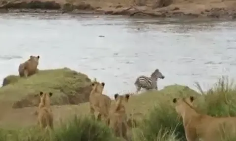 CLIP: Ngựa vằn ‘bẻ lái’ thần tốc, thoát nanh vuốt sư tử trong gang tấc