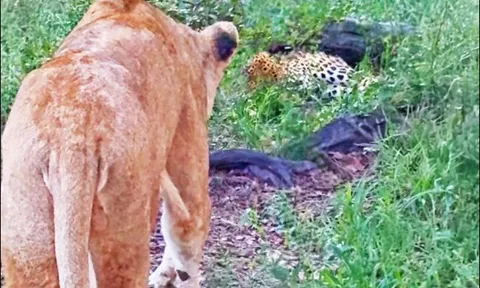 CLIP: Mải mê ngủ trưa, báo hoa mai suýt bị sư tử đoạt mạng
