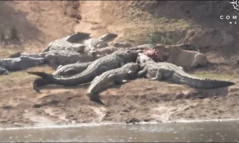 CLIP: Cá sấu 'hội quân' quyết liệt cướp mồi từ tay sư tử