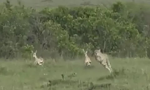 CLIP: Phục kích thần tốc, báo săn vẫn trắng tay vì linh dương quá khôn ngoan