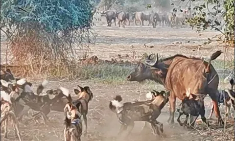 CLIP: Cảnh tượng hiếm gặp, 16 chó hoang hạ gục trâu rừng