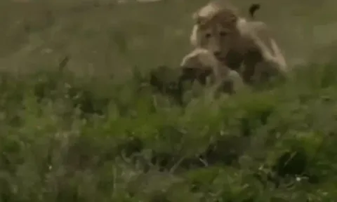 Xâm nhập địa bàn sư tử, linh cẩu trả giá bằng mạng sống