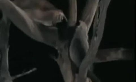 Lửng mật gan lì trèo cây trộm mồi của báo hoa mai trong đêm