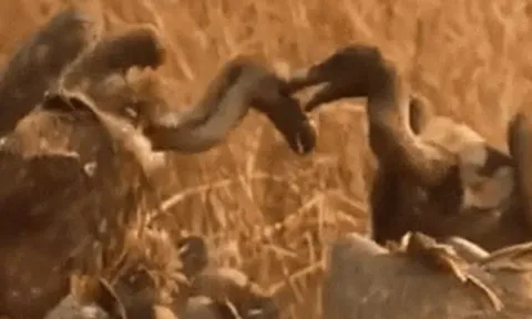 CLIP: Quạ mưu mô châm ngòi cuộc chiến giữa bầy kền kền để giành mồi