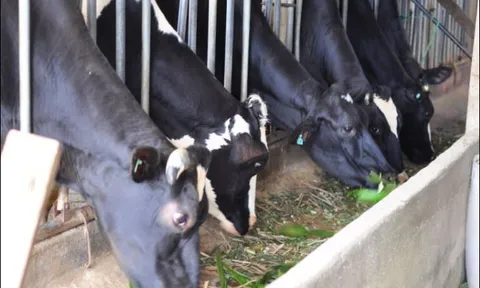 Lâm Đồng: Hướng tới phát triển ngành bò sữa hiệu quả, bền vững