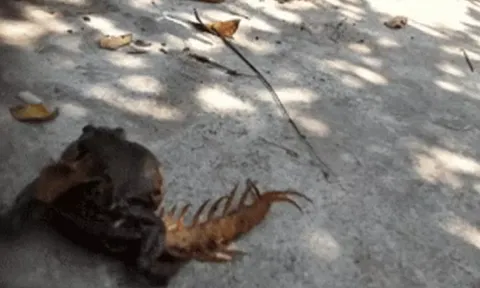 CLIP: Màn tử chiến giữa rết độc với ếch ương kết thúc đầy bất ngờ