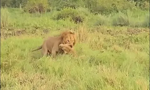 Tình mẫu tử khiến sư tử mẹ liều mình chống 3 con đực