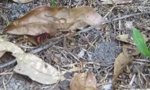 CLIP: Ong đỏ liều lĩnh thách thức nhện sói