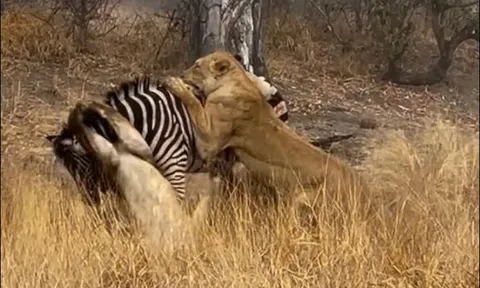 Cận cảnh ngựa vằn điên cuồng chống trả khiến cặp sư tử cái ‘ăn quả đắng’