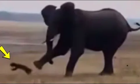 Liều lĩnh khiêu chiến voi, lửng mật 'bay' hơn 10m vì cú đá như pháo dội