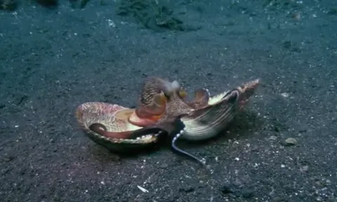 CLIP: Bạch tuộc dừa cải trang sò biển, bất ngờ phục kích cua biển