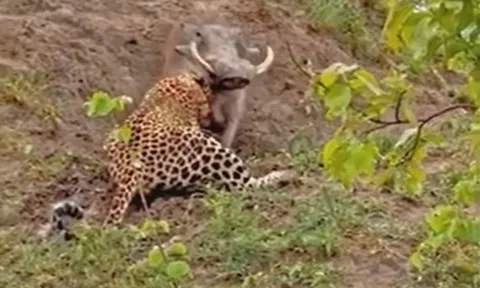 Bị báo hoa mai tóm được, lợn bướu quả cảm kéo ngược kẻ săn mồi về tổ để thoát thân 