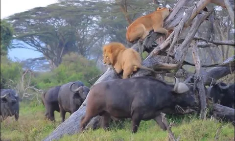 Bị trâu rừng truy sát, vợ chồng sư tử chịu ‘nhục’ chưa từng thấy