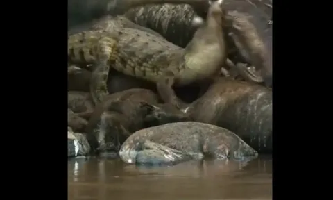 CLIP: Cá sấu mai phục, bất ngờ tóm gọn kền kền nhờ màn ngụy trang 'thần sầu'