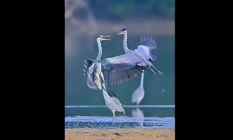 CLIP: Hai con chim “so găng” như cao thủ võ lâm trên không