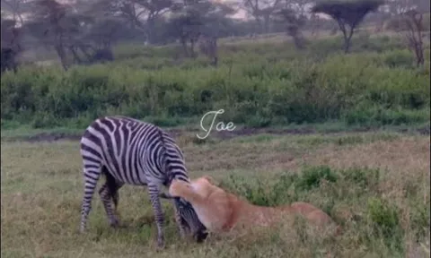 CLIP: Ngựa vằn vùng vẫy tìm sự sống trước nanh vuốt sư tử