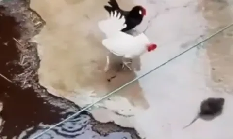 Chuột liều lĩnh đối đầu với gà rồi nhận cái kết đầy đau đớn