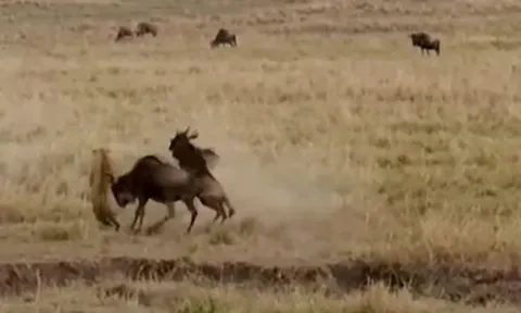 Linh dương đầu bò mẹ dũng cảm húc tung báo hoa mai để giải cứu con