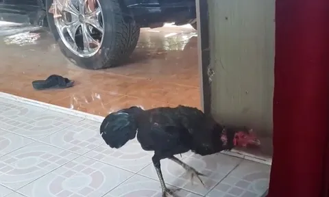 Gà trống tưởng bóng mình trong gương là kẻ thù, lao vào chiến đấu đến kiệt sức