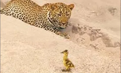 CLIP: Báo hoa mai tóm được vịt con và cái kết ‘siêu bất ngờ’