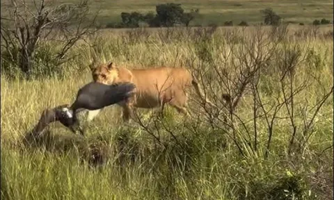 Kền kền thoát chết thần kỳ khi bị sư tử tấn công bất ngờ