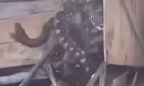 Rùng mình trước cảnh trăn khổng lồ mắc kẹt sau khi nuốt trọn 3 con dê