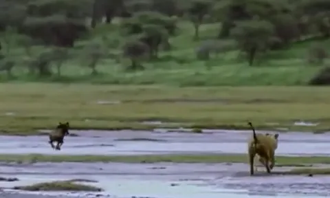 Bị cả đàn sư tử truy sát, linh dương con vẫn thoát chết ngoạn mục