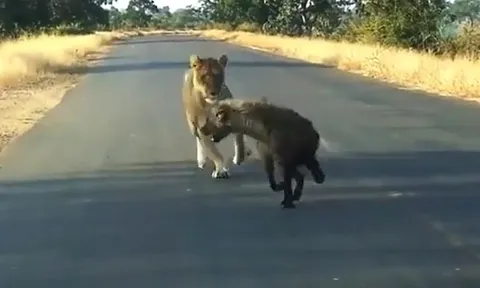 Linh cẩu trả giá bằng mạng sống vì dám tấn công sư tử con