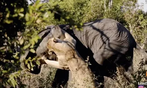 Liều mạng tấn công voi mới trưởng thành, sư tử cái suýt mất mạng