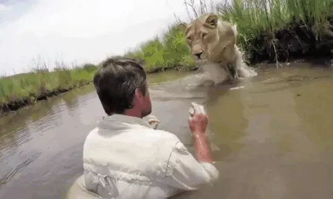 Khoảnh khắc thót tim: Sư tử vồ người đàn ông giữa sông và cái kết không ngờ