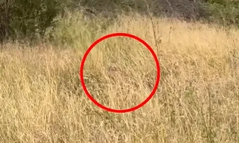 Báo hoa mai tung đòn ngoạn mục hạ gục chú chim trong nháy mắt