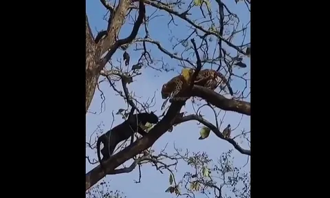 Khoảnh khắc báo đen đối đầu kịch liệt với báo hoa mai trên cây cổ thụ