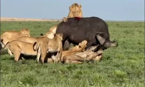Trâu rừng tuyệt vọng giành sự sống trước bầy sư tử