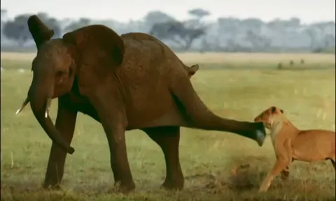 Bầy sư tử phục kích voi con và cái kết bất ngờ