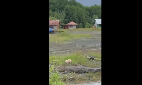 Cận cảnh cá sấu nhanh như tên bắn, ngoạm chặt chó nhà rồi kéo xuống sông