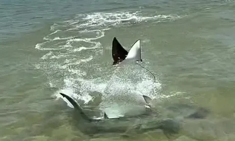 CLIP: Cá đuối 'cất cánh' phi lên mặt nước thoát khỏi hàm cá mập 