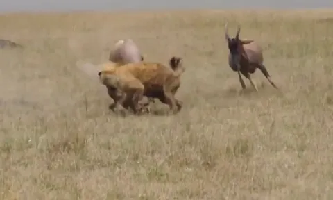 CLIP: Linh cẩu liều lĩnh tấn công linh dương con và cái kết ê chề