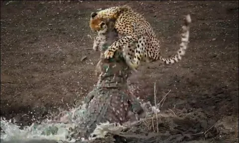 Cận cảnh màn hạ sát báo săn của ‘sát thủ đầm lầy’