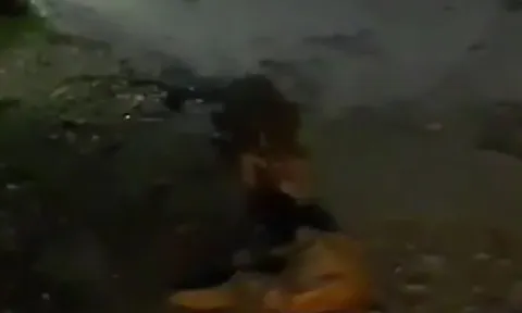 Video: Rùng mình cảnh báo hoa mai lặng lẽ ngoạm cổ chó nhà kéo đi trong đêm