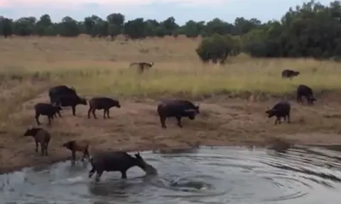 Trâu rừng bị cá sấu ngoạm mặt, đoạt mạng ngay giữa sông