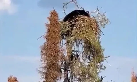 Gấu đen liều lĩnh trèo cây săn đại bàng