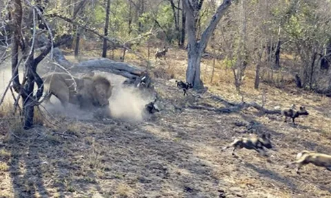 Sư tử bất ngờ tập kích ổ chó rừng, cảnh tượng khiến người xem ám ảnh