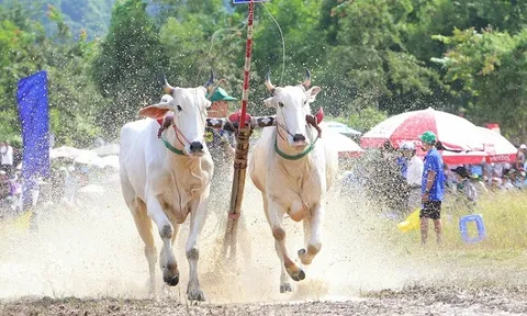 Đua bò Bảy Núi: Nâng tầm thương hiệu văn hóa - du lịch An Giang