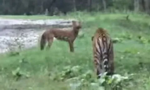 CLIP: Sói lửa lao như tên bắn để thoát nanh vuốt chúa sơn lâm