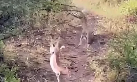 CLIP: Báo hoa mai tung 'cú nhảy tử thần' để săn linh dương