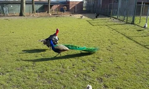 CLIP: Gà tây 'knock-out' công ngay tại nông trại