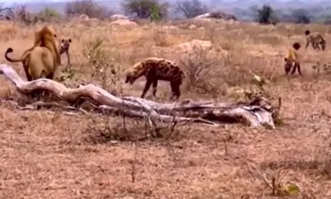 Linh cẩu thoát chết trong gang tấc khi bị đàn sư tử bao vây tấn công