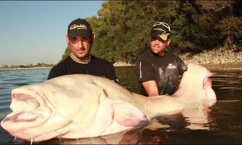 Clip cần thủ tóm gọn cá da trơn bạch tạng dài gần 2m